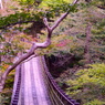 吊り橋の秋