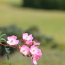 新宿御苑の秋薔薇7