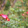 新宿御苑の秋薔薇8