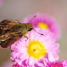 秋を探して　セセリチョウ