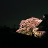 2010 SAKURA