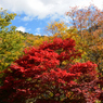 本日一番の紅葉