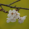 桜Ⅱ