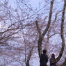 ふたり　～桜の下～