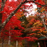 もみじ山の秋-予告編- IV