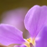 春の花