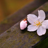 小鳥たちの落し物　～　ＳＡＫＵＲＡ