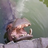進撃のカバさん