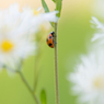 Ladybug～✲