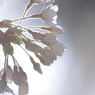 Sakura_シルエット２