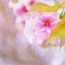 お花の時間１３