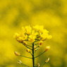 一輪菜花