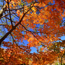 秋山郷 大赤沢の紅葉