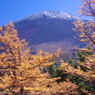 秋を探して　富士山と唐松