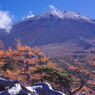 秋を探して　富士山と唐松