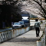 桜並木を散策！