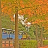 Live Steam　~紅葉~