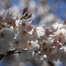 桜5分咲き２