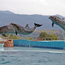 Dolphins