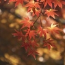 錦秋の奥入瀬　その３