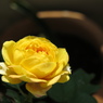 yellow_rose2