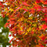 公園の紅葉2