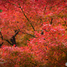 公園で紅葉3（終）