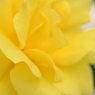 Yellow  Wave