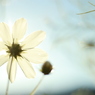 morning flower