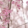 sakura 03