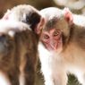 arashi-monkey-78