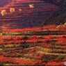 柿山の紅葉