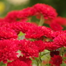 紅の菊
