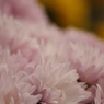 薄桃の菊