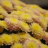 黄桃の菊