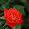 紅一点