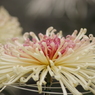菊花スプラッシュ-4