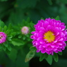 エゾ菊