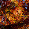 秩父紅葉1