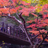 吊り橋の紅葉