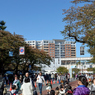 天下市_第50回_8