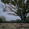 池の畔　北の丸公園