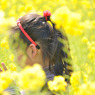 YELLOW WORLD