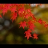 2015秋彩6