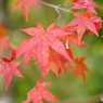 嵯峨野 常寂光寺 紅葉