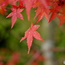 嵯峨野 常寂光寺 紅葉