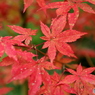 嵯峨野 常寂光寺 紅葉