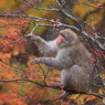 秋の実り