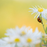 Ladybug～❋