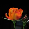 orange_rose